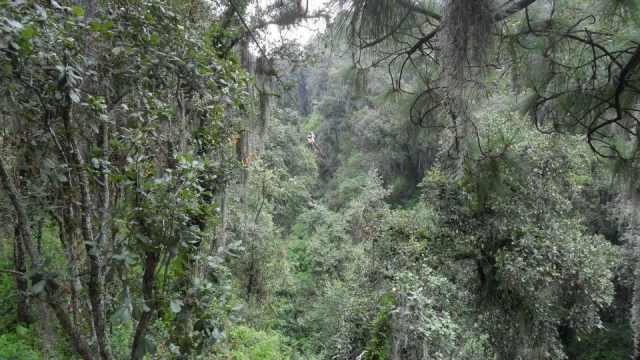  Voe na floresta